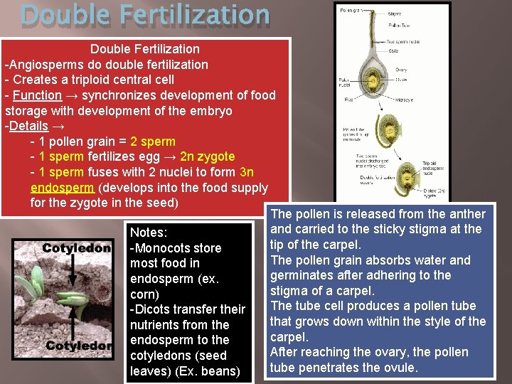 Double Fertilization -Angiosperms do double fertilization - Creates a triploid central cell - Function