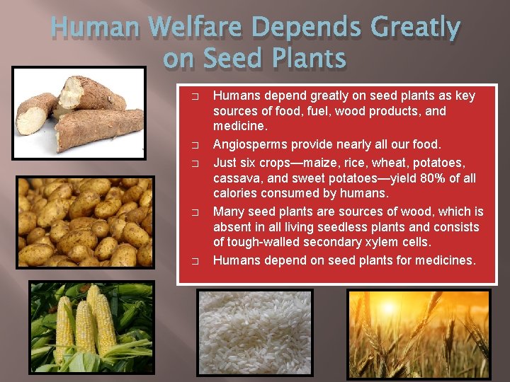 Human Welfare Depends Greatly on Seed Plants � � � Humans depend greatly on