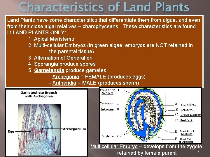 Characteristics of Land Plants have some characteristics that differentiate them from algae, and even
