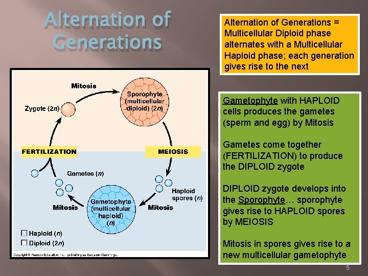 Alternation of Generations = Multicellular Diploid phase alternates with a Multicellular Haploid phase; each