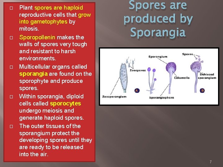 � � � Plant spores are haploid reproductive cells that grow into gametophytes by