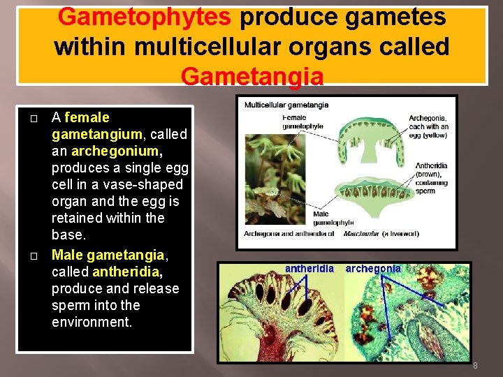 Gametophytes produce gametes within multicellular organs called Gametangia � � A female gametangium, called