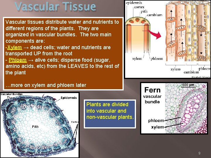 Vascular Tissue Vascular tissues distribute water and nutrients to different regions of the plants.