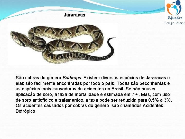 Jararacas São cobras do gênero Bothrops. Existem diversas espécies de Jararacas e elas são