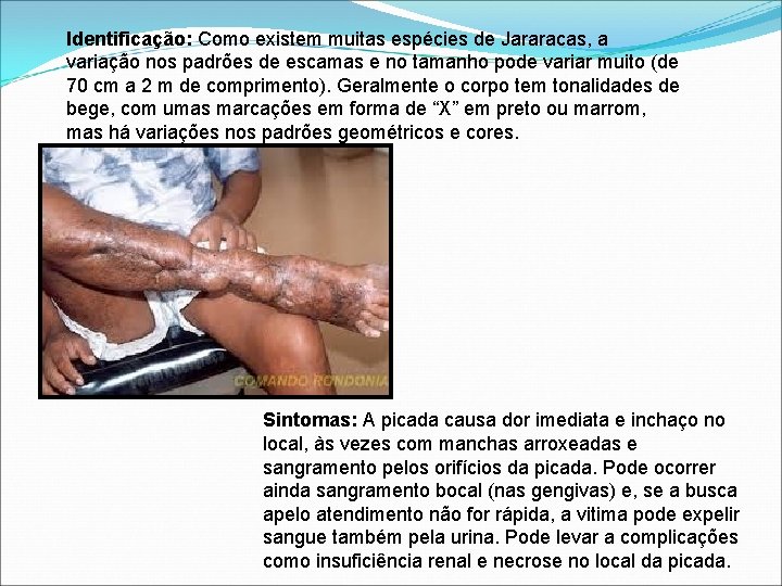 Identificação: Como existem muitas espécies de Jararacas, a variação nos padrões de escamas e