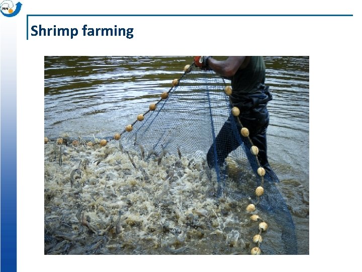 Shrimp farming 