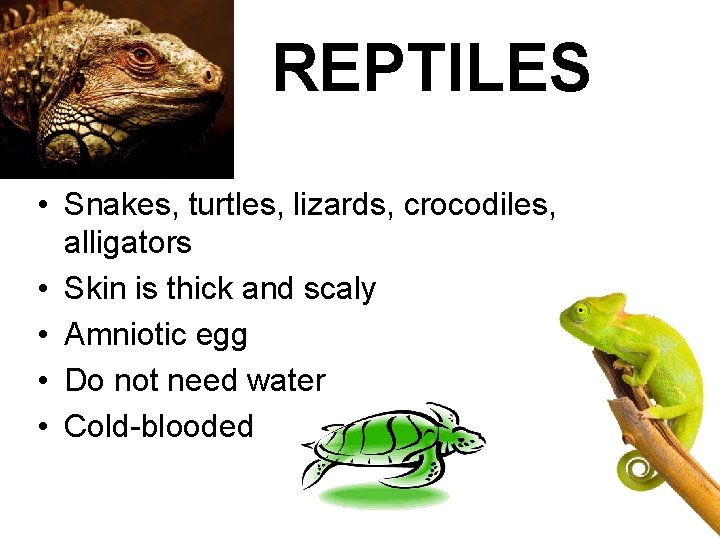 REPTILES • Snakes, turtles, lizards, crocodiles, alligators • Skin is thick and scaly •