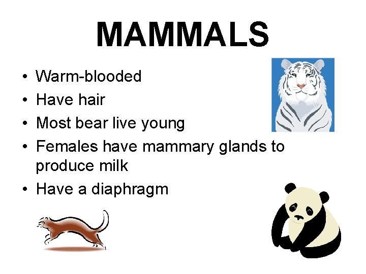 MAMMALS • • Warm-blooded Have hair Most bear live young Females have mammary glands