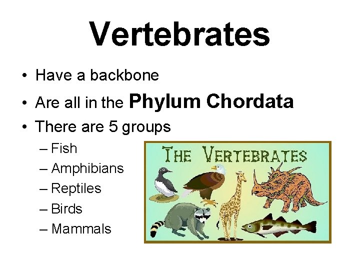 Vertebrates • Have a backbone • Are all in the Phylum • There are