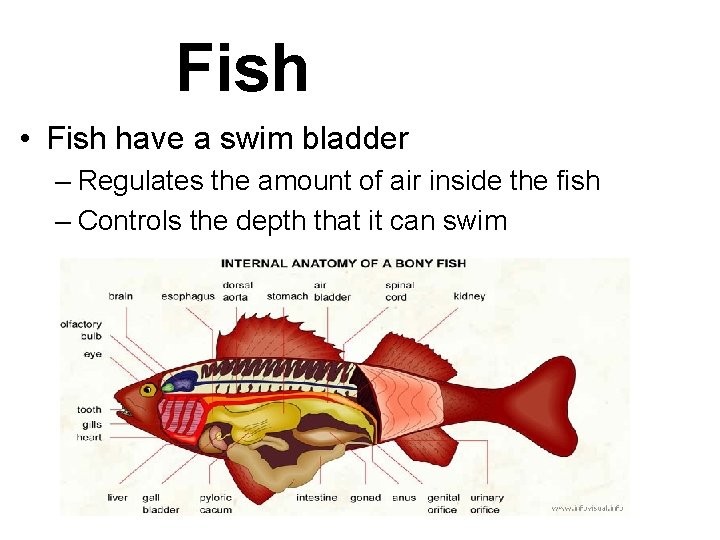 Fish • Fish have a swim bladder – Regulates the amount of air inside