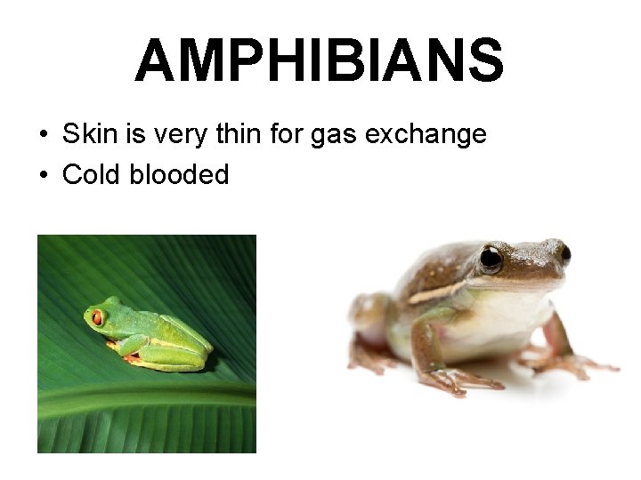 AMPHIBIANS • Skin is very thin for gas exchange • Cold blooded 