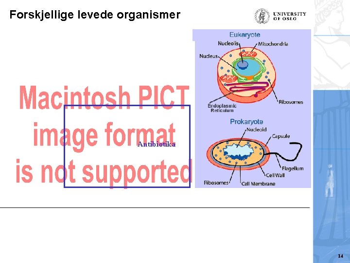 Forskjellige levede organismer Antibiotika 14 