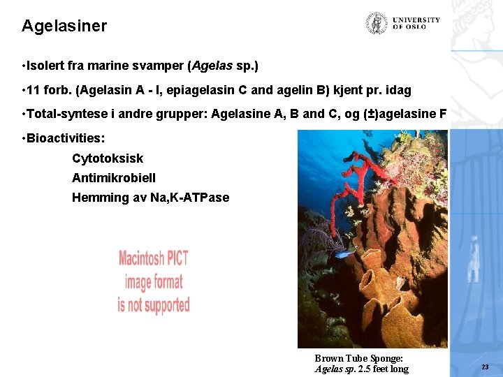 Agelasiner • Isolert fra marine svamper (Agelas sp. ) • 11 forb. (Agelasin A