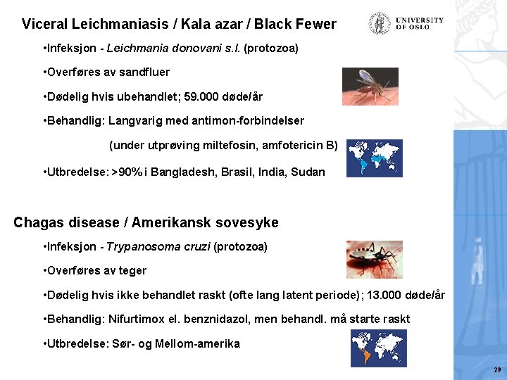 Viceral Leichmaniasis / Kala azar / Black Fewer • Infeksjon - Leichmania donovani s.