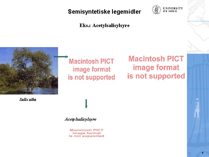 Semisyntetiske legemidler Eks. : Acetylsalisylsyre Salix alba Acetylsalicylsyre 9 