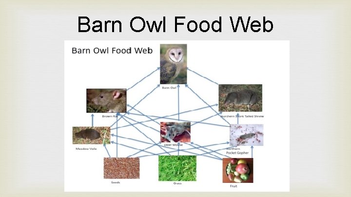 Barn Owl Food Web 