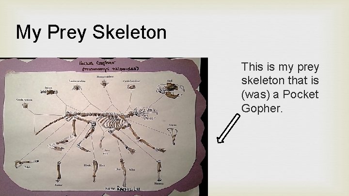 My Prey Skeleton This is my prey skeleton that is (was) a Pocket Gopher.