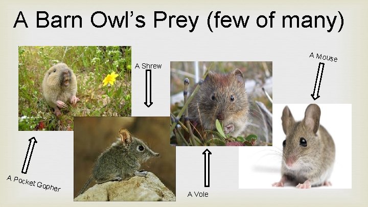 A Barn Owl’s Prey (few of many) A Mous e A Shrew A Poc