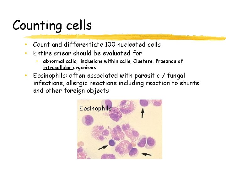 Counting cells • Count and differentiate 100 nucleated cells. • Entire smear should be