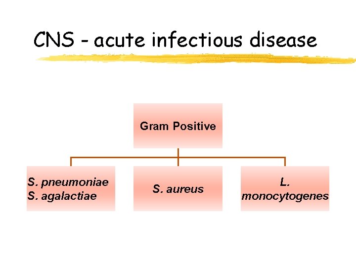 CNS - acute infectious disease Gram Positive S. pneumoniae S. agalactiae S. aureus L.
