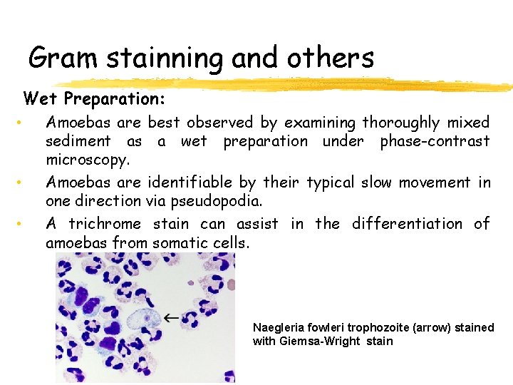 Gram stainning and others Wet Preparation: • • • Amoebas are best observed by
