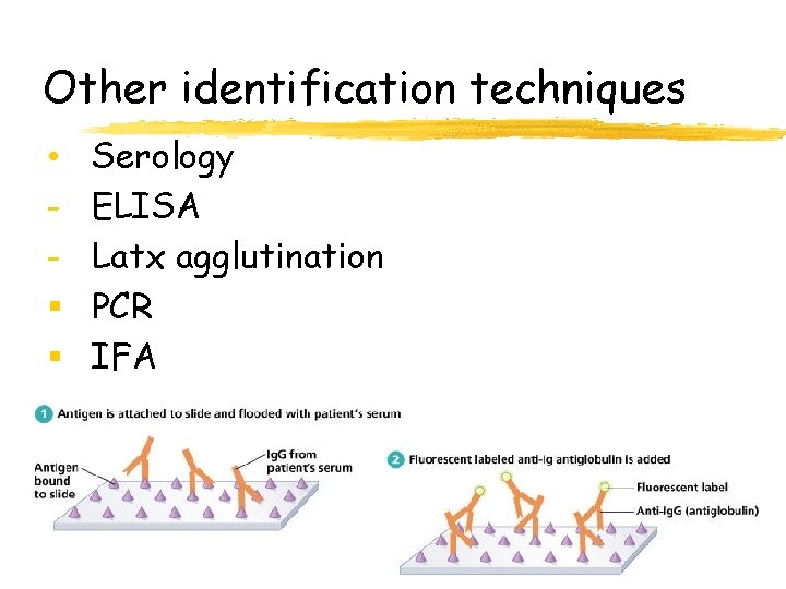 Other identification techniques • § § Serology ELISA Latx agglutination PCR IFA 