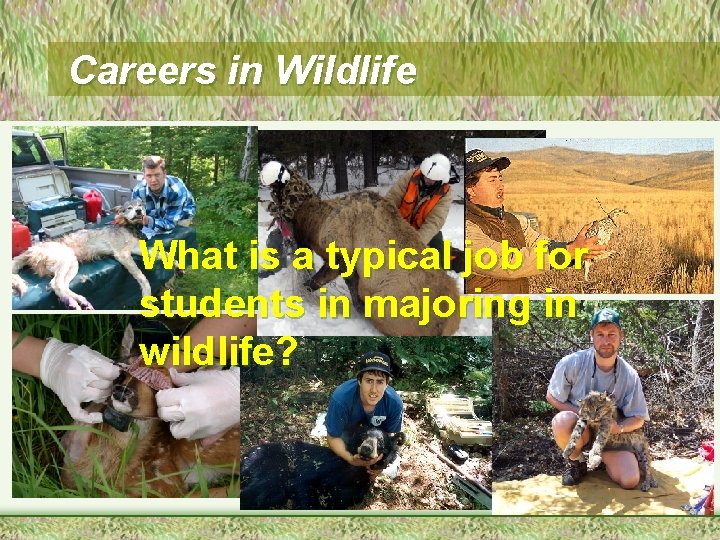 Careers in Wildlife What is a typical job for students in majoring in wildlife?