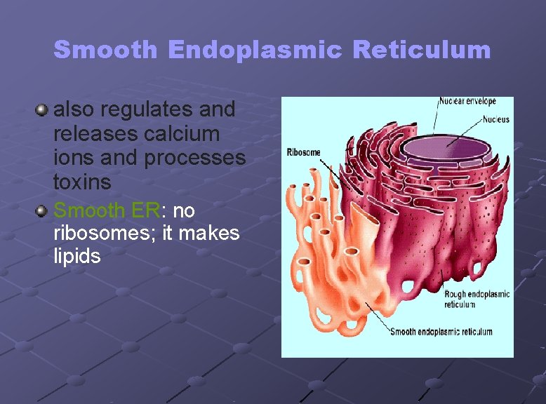 Smooth Endoplasmic Reticulum also regulates and releases calcium ions and processes toxins Smooth ER: