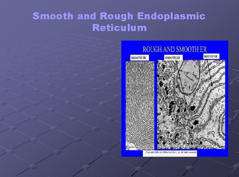 Smooth and Rough Endoplasmic Reticulum 