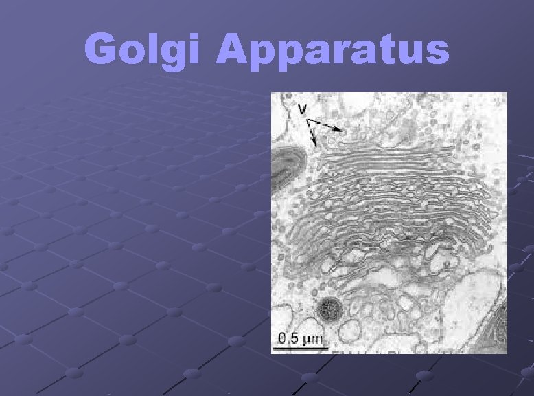 Golgi Apparatus 