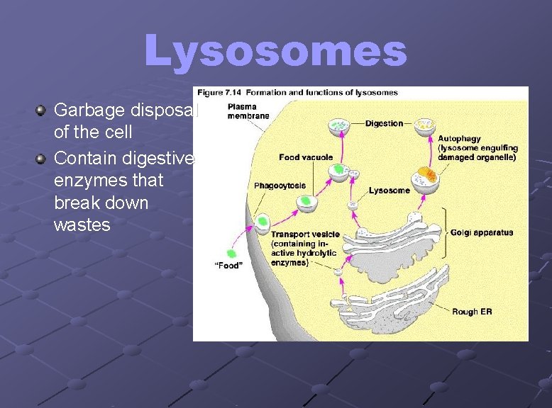 Lysosomes Garbage disposal of the cell Contain digestive enzymes that break down wastes 