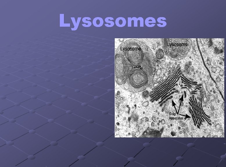 Lysosomes 