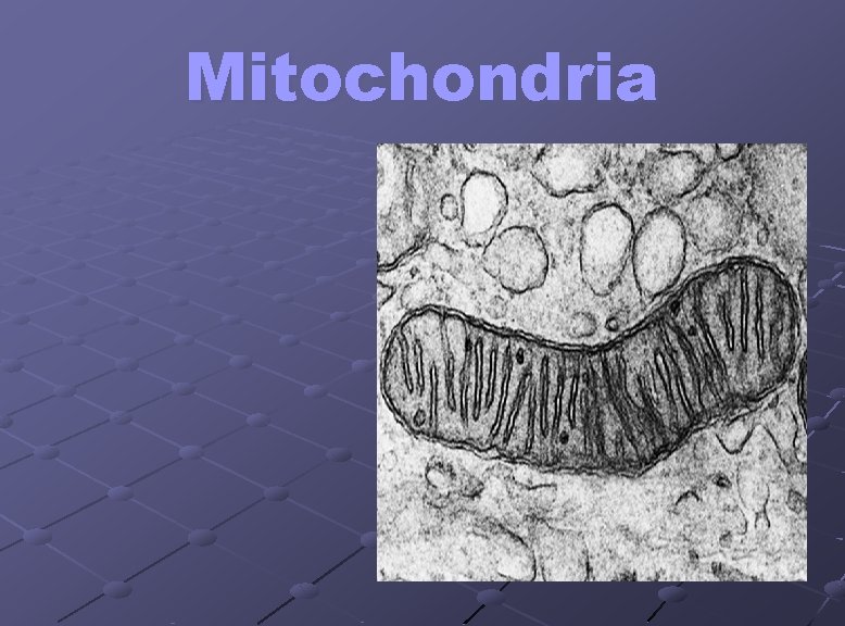 Mitochondria 