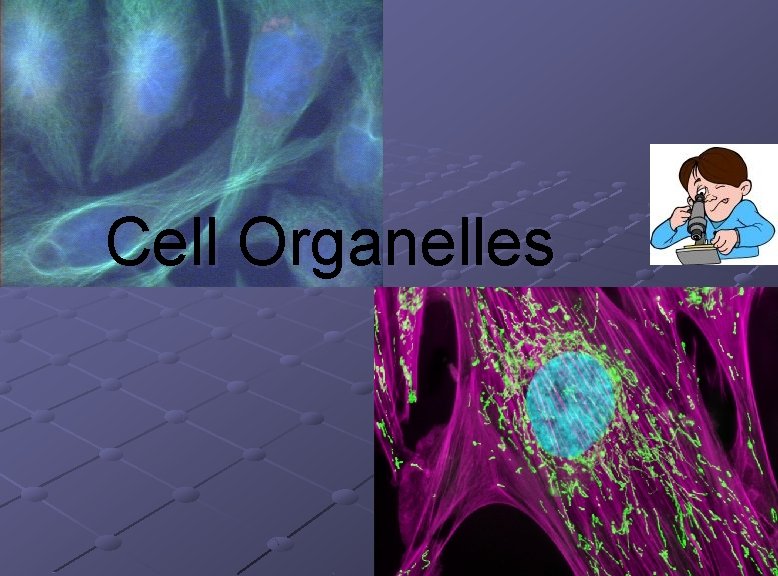 Cell Organelles 