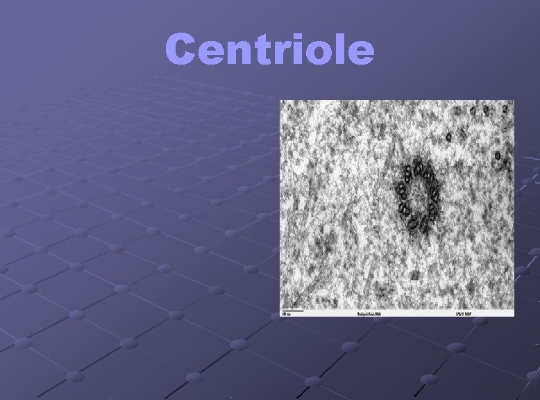 Centriole 