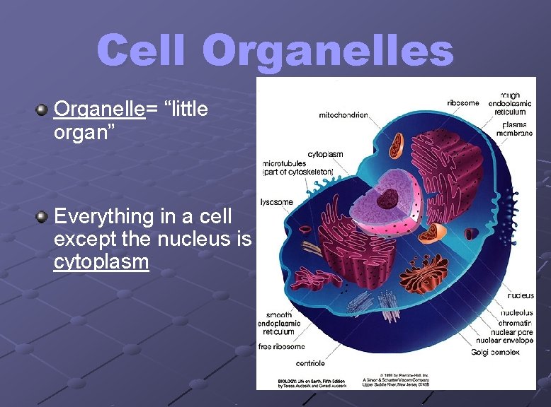 Cell Organelles Organelle= “little organ” Everything in a cell except the nucleus is cytoplasm