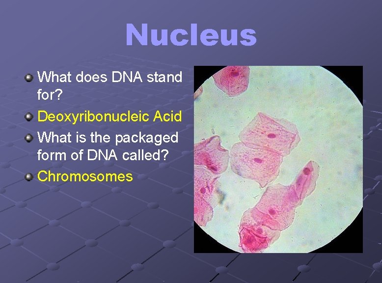 Nucleus What does DNA stand for? Deoxyribonucleic Acid What is the packaged form of