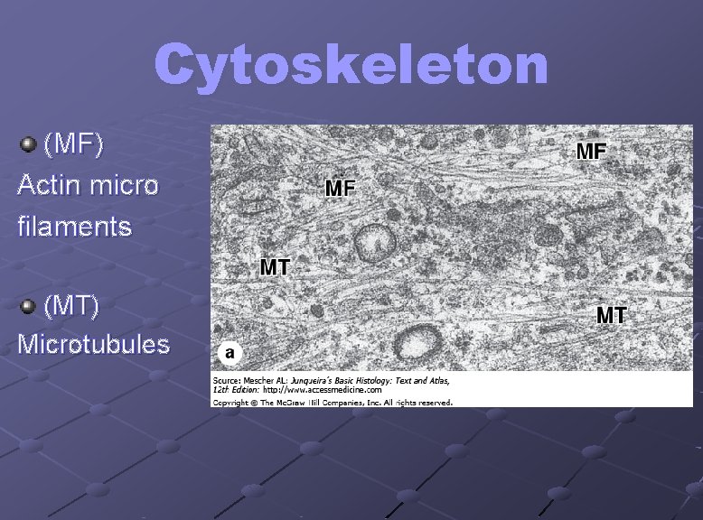 Cytoskeleton (MF) Actin micro filaments (MT) Microtubules 