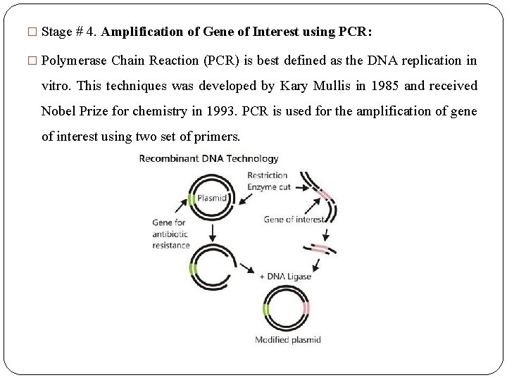 � Stage # 4. Amplification of Gene of Interest using PCR: � Polymerase Chain
