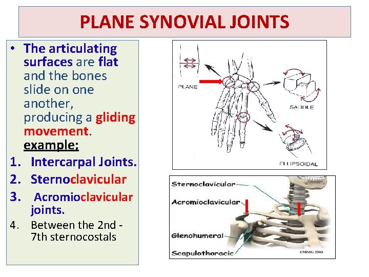 PLANE SYNOVIAL JOINTS • The articulating surfaces are flat and the bones slide on