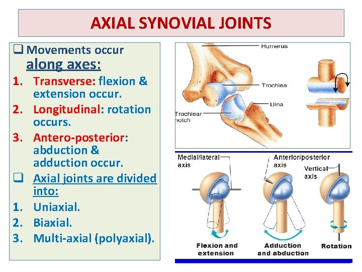 AXIAL SYNOVIAL JOINTS q Movements occur along axes: 1. Transverse: flexion & extension occur.