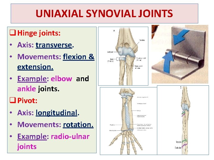 UNIAXIAL SYNOVIAL JOINTS q Hinge joints: • Axis: transverse. • Movements: flexion & extension.