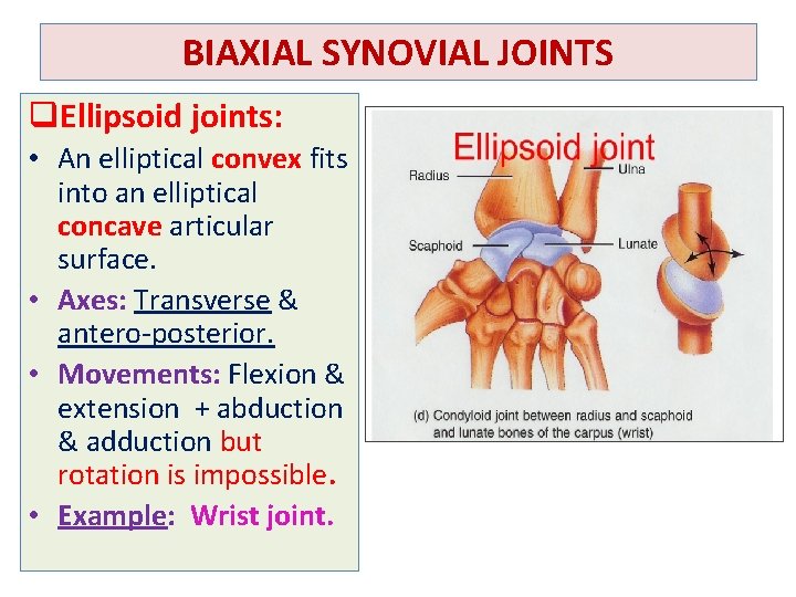 BIAXIAL SYNOVIAL JOINTS q. Ellipsoid joints: • An elliptical convex fits into an elliptical