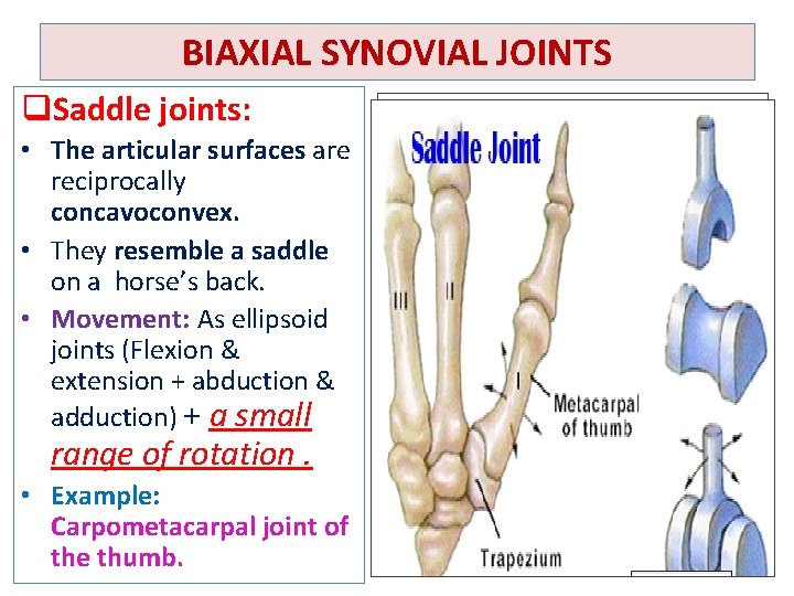 BIAXIAL SYNOVIAL JOINTS q. Saddle joints: • The articular surfaces are reciprocally concavoconvex. •