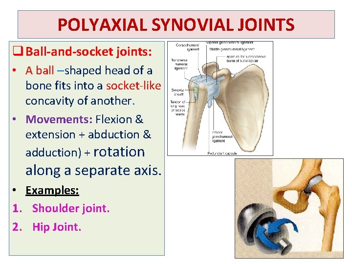 POLYAXIAL SYNOVIAL JOINTS q Ball-and-socket joints: • A ball –shaped head of a bone