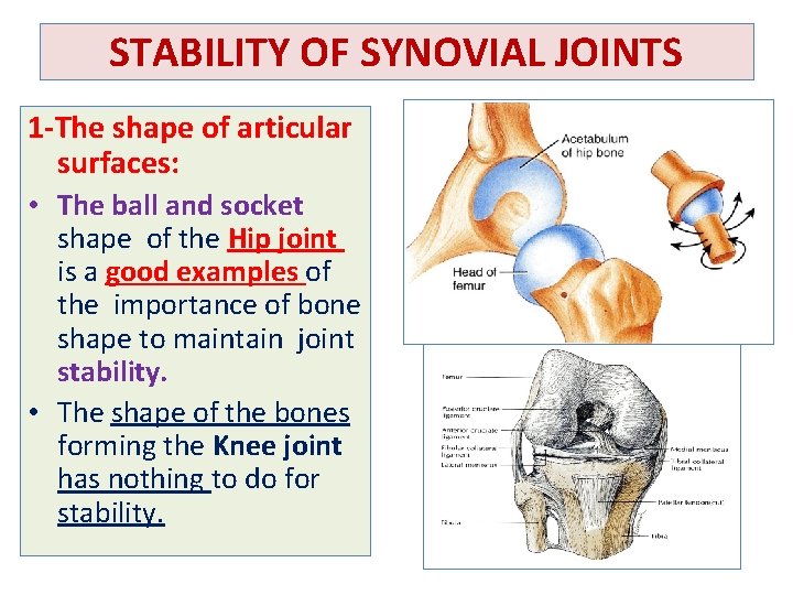 STABILITY OF SYNOVIAL JOINTS 1 -The shape of articular surfaces: • The ball and