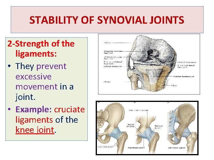 STABILITY OF SYNOVIAL JOINTS 2 -Strength of the ligaments: • They prevent excessive movement