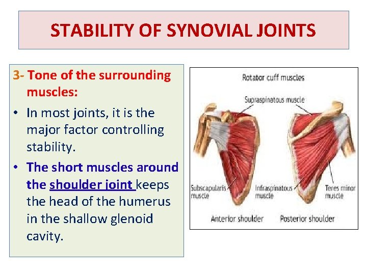 STABILITY OF SYNOVIAL JOINTS 3 - Tone of the surrounding muscles: • In most