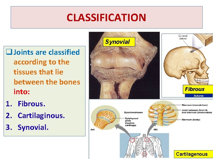 CLASSIFICATION Synovial q Joints are classified according to the tissues that lie between the