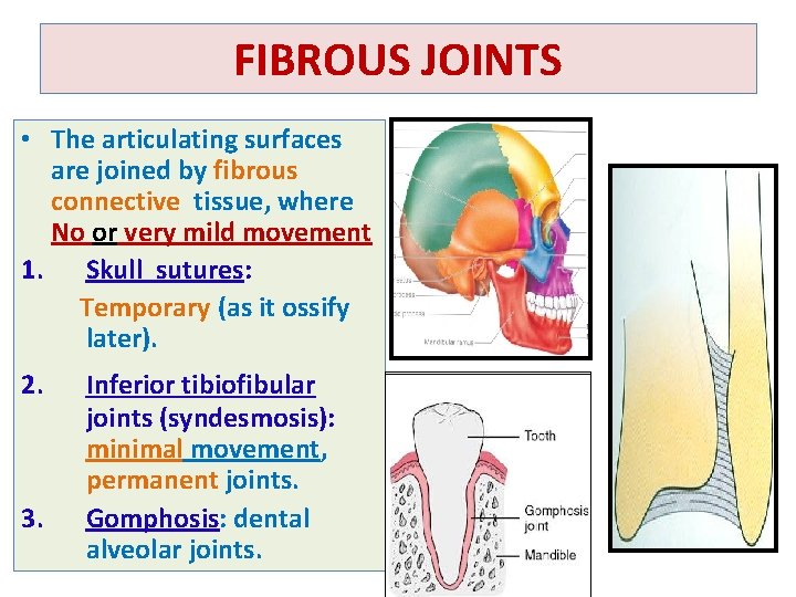 FIBROUS JOINTS • The articulating surfaces are joined by fibrous connective tissue, where No